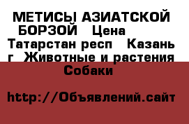 МЕТИСЫ АЗИАТСКОЙ БОРЗОЙ › Цена ­ 100 - Татарстан респ., Казань г. Животные и растения » Собаки   